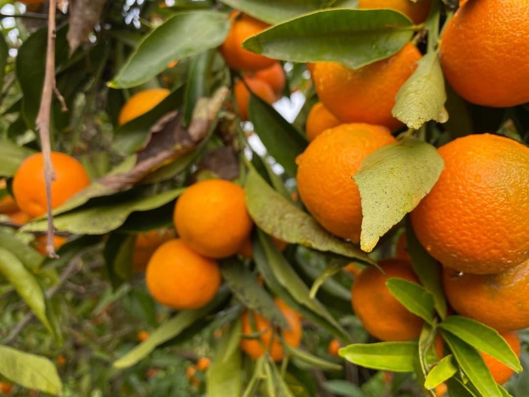 Arance Navel di Calabria, agrumeto Peclè Piana di Sibari